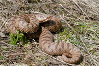 V. b. bosniensis female. May 2008, Biogradska Gora, ME