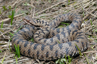 V. b. bosniensis male. May 2008, Biogradska Gora, ME