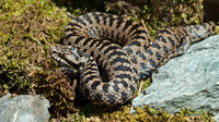 V. b. walser often with dark transverse bars on the back. July 2016, Valstrona, Piemonte, IT