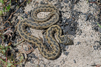 Often viper-like pattern on back. April 2006, Cota Doñana, Andalusia, ES