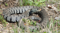N. h. sicula often with orange snout. April 2010, Mongiana, Calabria, IT
