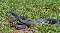 N. h. sicula melanistic individual. April 2010, Mongiana, Calabria, IT