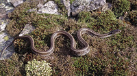 N. n. persa. May 2004, Dadiaforest, Thrace, GR