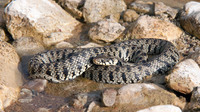 N. n. persa. June 2011, Fatsadhika, Kythera, GR