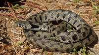 N. n. schweizeri. May 2006, Milos, Western Cyclades, GR