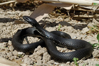 N. n. schweizeri melanistic individual. May 2006, Milos, Western Cyclades, GR
