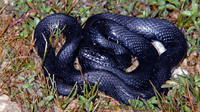 Melanistic individual. June 2009, Lake Kournas, Crete, GR