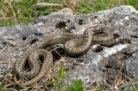 Nominate subsp. May 2008, near Biogradska Gora, ME