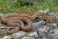 Nominate subsp. May 2008, near Biogradska Gora, ME