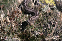 C. a. acutirostris. October 2003, Sierra de Gredos, Castilla la Vieja, ES