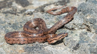 May 2012, Punxeiro, Orense, Galicia, ES