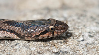 Small rostral, 8 supralabials, 4th and 5th touching the eye