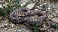 Juvenile. May 2005, Rupite, BG