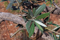 E. q. scyrensis. June 2006, Skyros, Sporades, GR