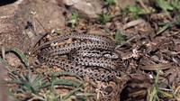 Juvenile. May 2004, between Maronia and Makri, Thrace, GR