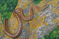 Adult leopardinus morph. October 2006, near Gialova, Peloponnese, GR
