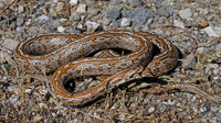 Adult situla morph. May 2006, Milos, Western Cyclades, GR