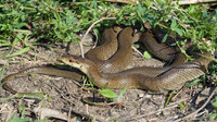 Uniformly coloured adult. April 2010, Aspromonte, Calabria, IT