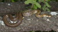Adult with dorsolateral lines. May 2010, Monte Arso (SW Etna), Sicily, IT