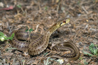 Juvenile. April 2010, near San Luca, Calabria, IT
