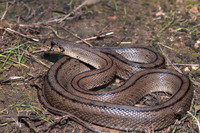 Adult. October 2010, Menorca, ES