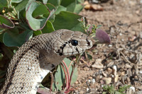 Adult, May 2015, Torre de la Mata, Valencia, ES