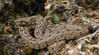 Juvenile. April 2006, near Loja, Andalusia, ES