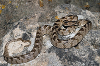 Nominate subsp. May 2006, Milos, Western Cyclades, GR