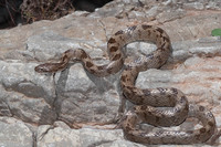 Nominate subsp. June 2011, Fatsadhika, Kythera, GR