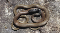 Ocelli only on the first quarter of the body, decreasing in size. May 2005, near Mezek, Eastern Rhodopes, BG