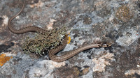 Hatchling. October 2010, Menorca, ES