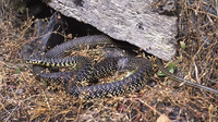 Nominate subsp. adult. June 2002, Luz-st-Sauveur, dept. Hautes-Pyrénées, FR