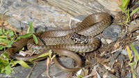 Nominate subsp. juvenile. March 2009, Castello di Quirra, Sardinia, IT