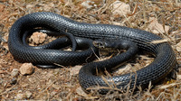 H. v. carbonarius adult. April 2007, Kalkara Ravine, MT