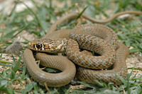 H. v. carbonarius juvenile. April 2007, near Chadwick Lakes, MT