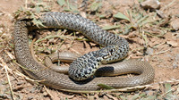 Adult. June 2009, near Anogeia, Crete, GR