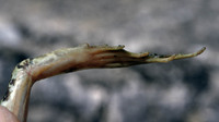Metatarsal tubercle low, asymmetrical, decreasing in height towards leg