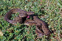 Adult about to shed skin (opaque eye). April 2006, Alcalá de los Gazules, Andalusia, ES