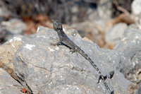 L. s. daani adult male. October 2007, Pedi valley, Symi, Dodecanese, GR