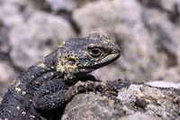 L. s. daani. May 2004, Peristera, Chalkidiki, GR