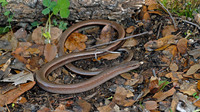 Adult male. October 2006, near Kalamata, Peloponnese, GR
