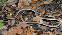 Adult female. October 2006, near Kalamata, Peloponnese, GR