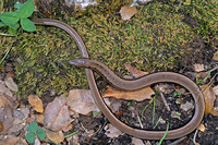 Vertebral stripe discontinuous, dark flanks with wavy edge on the neck