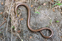 Adult female. May 1998, Baltata reserve, Albena, Varna, BG