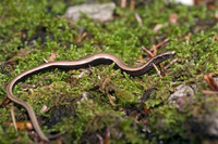 Juvenile. July 2010, near Weissensee, Bavaria, DE