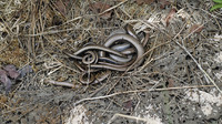 Sometimes found in groups under stones etc. July 2009, Romedenne, BE