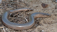 Adult male. October 2006, near Lake Kaiafas, Peloponnese, GR