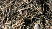 Juvenile. June 2001, near Galleria del Cipollaio, Tuscany, IT