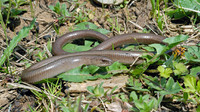 Adult male. April 2007, Vierves-sur-Virion, BE