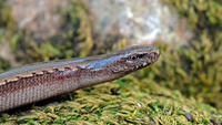 Elongated snout